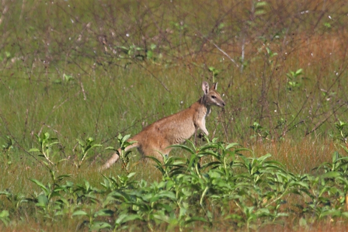 _800Jabiru Rock_AgileWallaby_1202_m_2_AgileWallaby